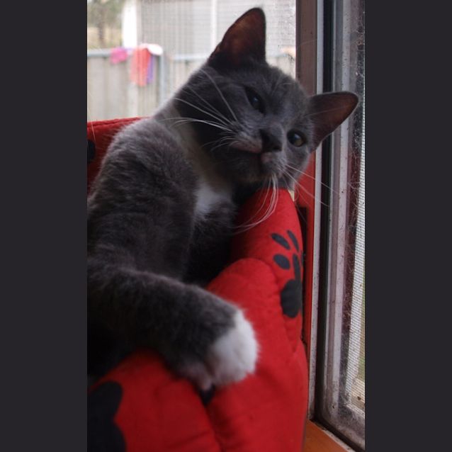 Photo of Simon & Simone (Kittens)