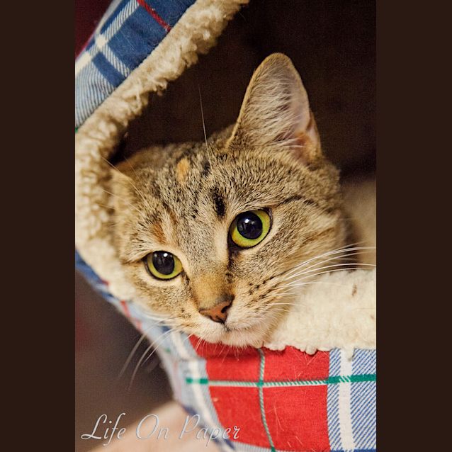 Photo of Whisper