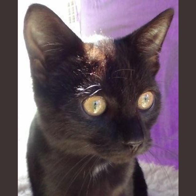 Photo of Buttercup