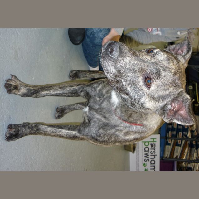 Photo of Berkley  (Reduced Adoption Fee)