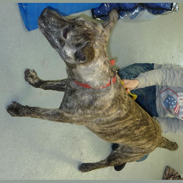 Photo of Berkley  (Reduced Adoption Fee)