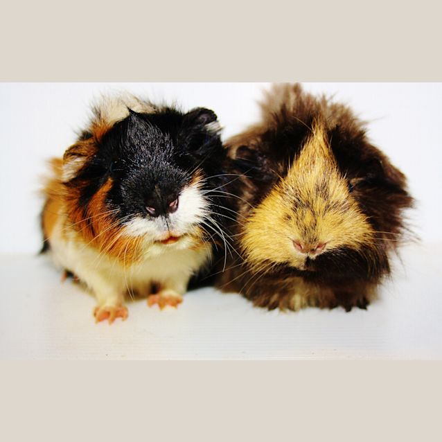 Photo of Pepsi And Cola