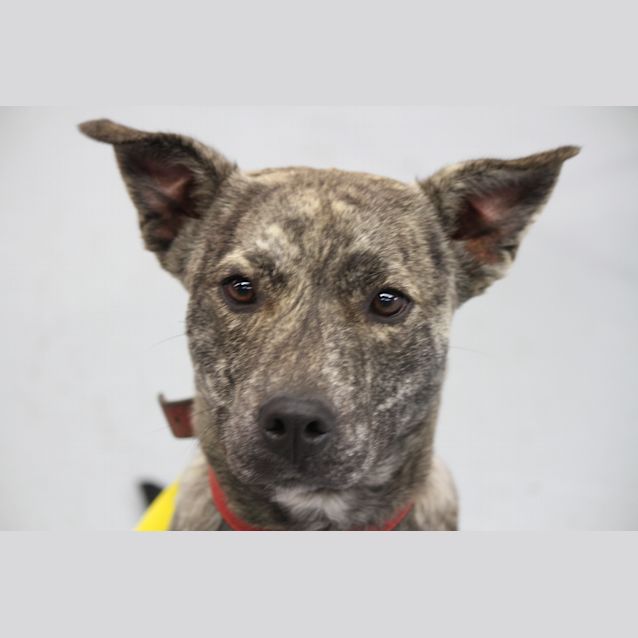 Photo of Berkley  (Reduced Adoption Fee)