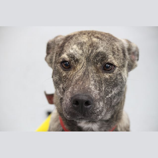 Photo of Berkley  (Reduced Adoption Fee)