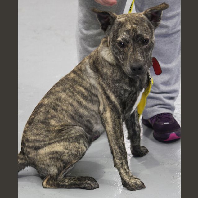 Photo of Berkley  (Reduced Adoption Fee)