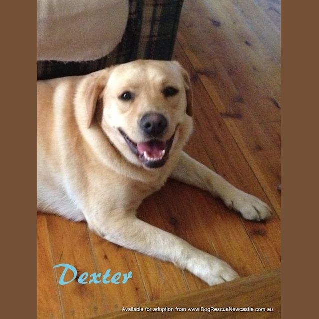 Photo of Dexter (Adopted 14/7/13)
