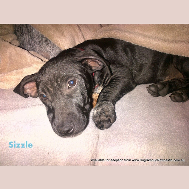 Photo of Puppy, Sizzle (On Trial 14/7/13)