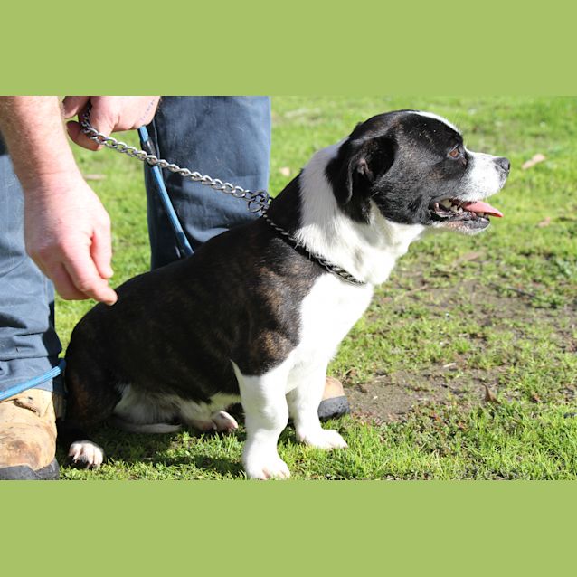 Photo of Bobby (D440)