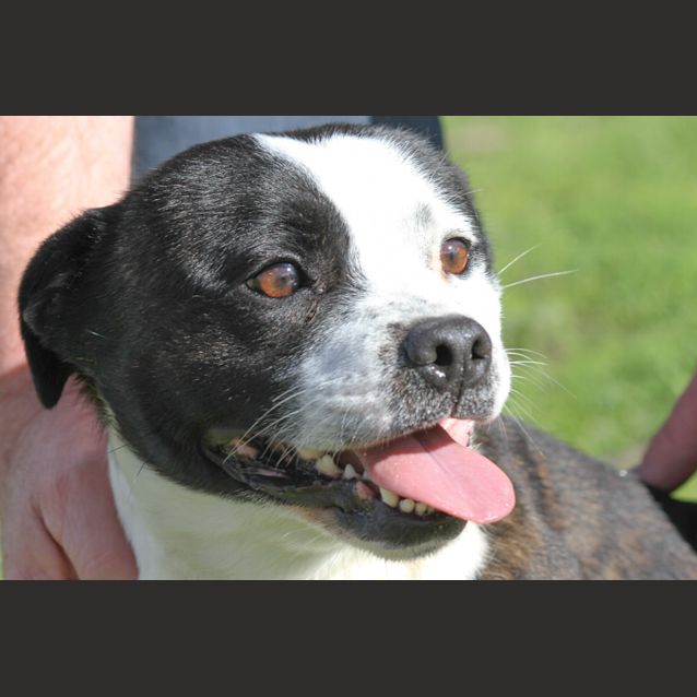 Photo of Bobby (D440)