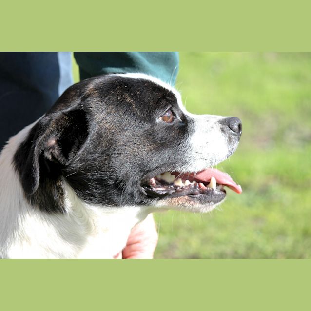 Photo of Bobby (D440)