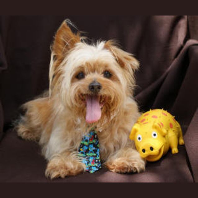 Photo of Teddy