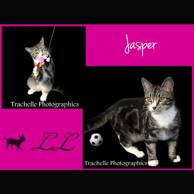 Photo of Jasper