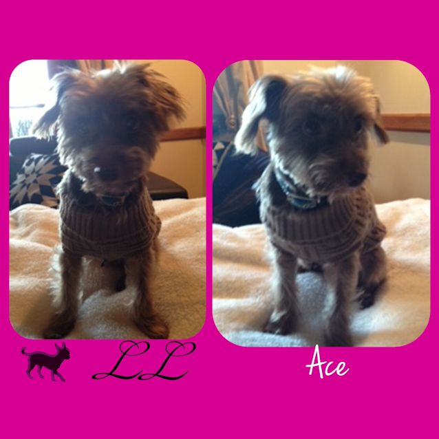 Photo of Ace