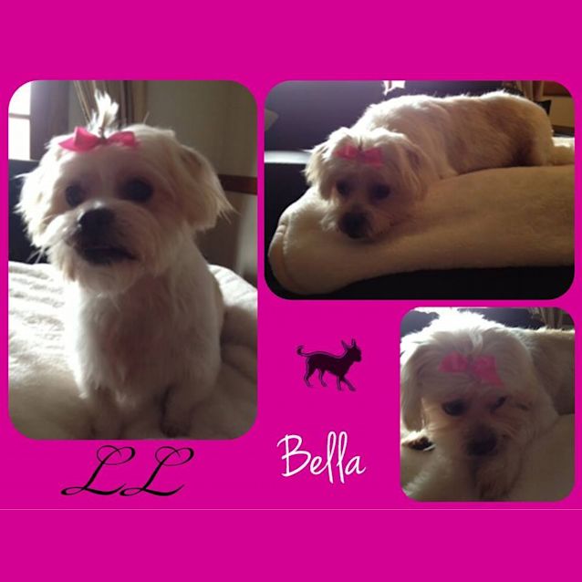 Photo of Bella