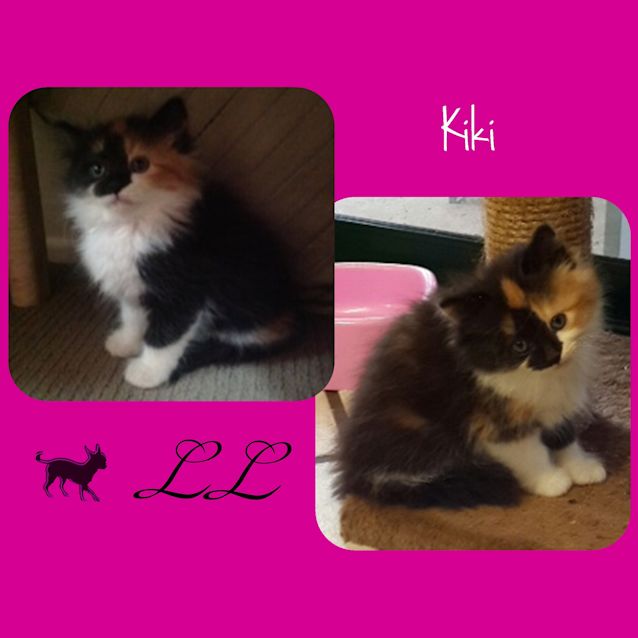 Photo of Kiki