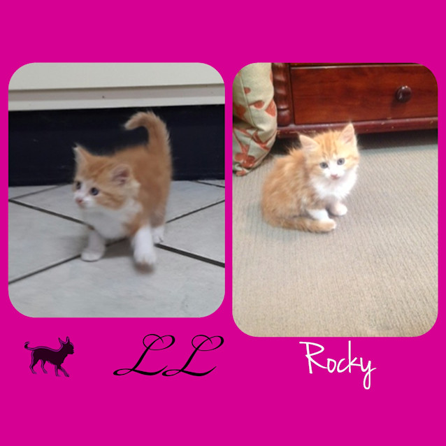 Photo of Rocky