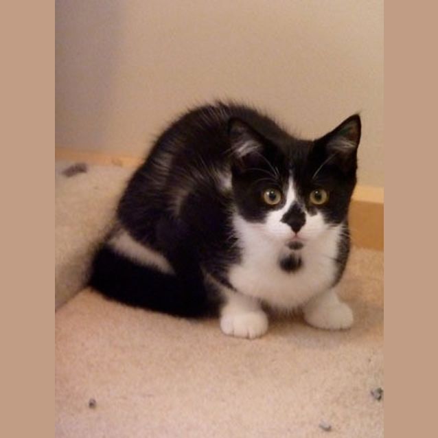 Photo of Collingwood