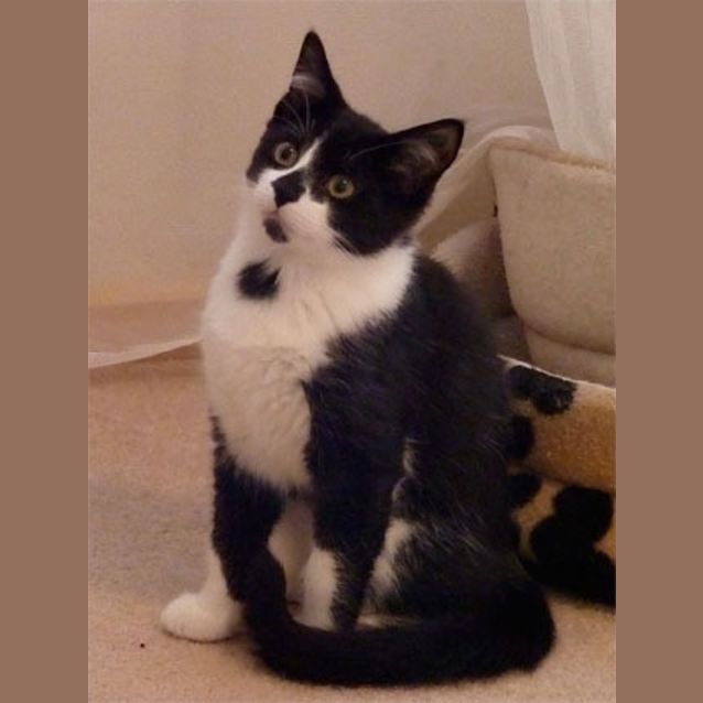 Photo of Collingwood