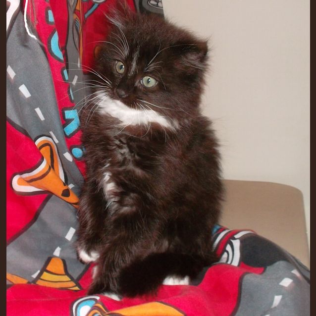 Photo of Jester