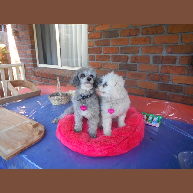 Photo of Misty & Millie