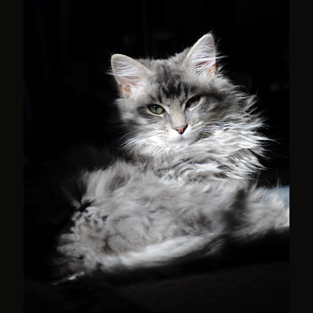 Photo of Simba   On Trial In Her New Home