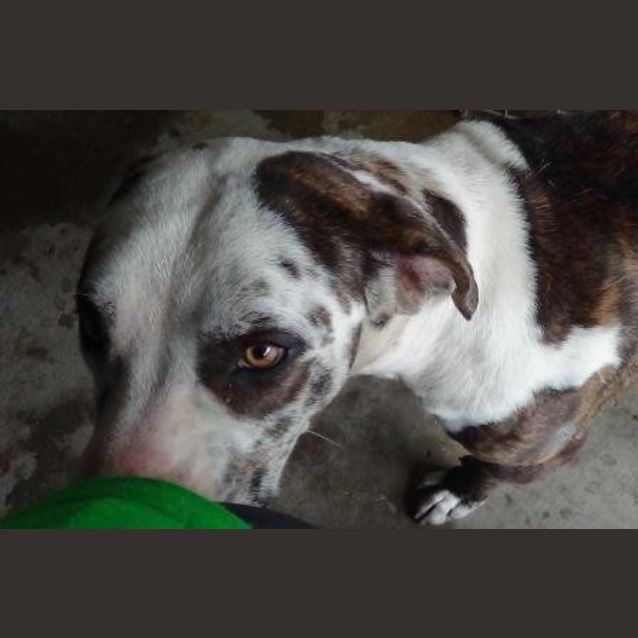 Photo of Sully