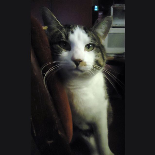 Photo of Spartacus (Sparty)