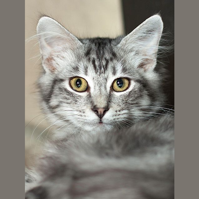 Photo of Tiger