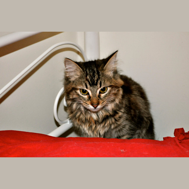 Photo of Harriet
