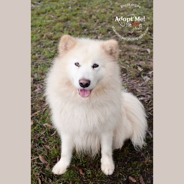 Photo of Sheeba (To Be Rehomed With Sire)