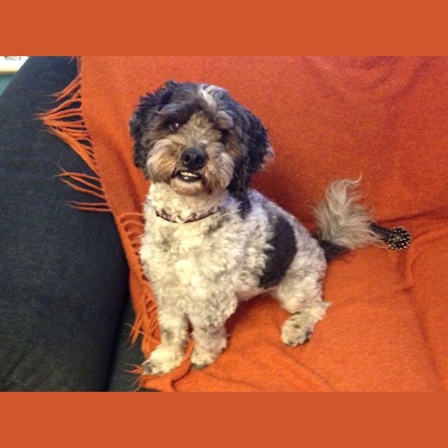 Photo of Toby