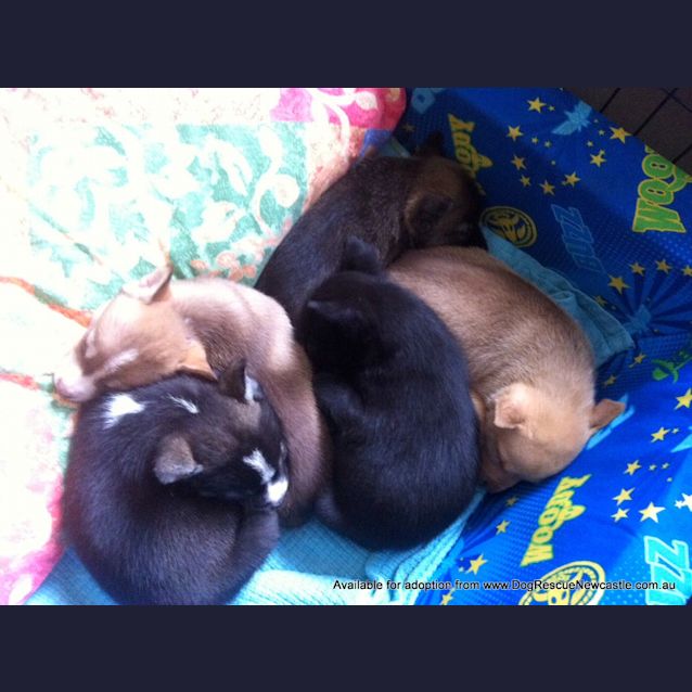 Photo of Husky X Border Collie Puppies (All Adopted 7/9/13)