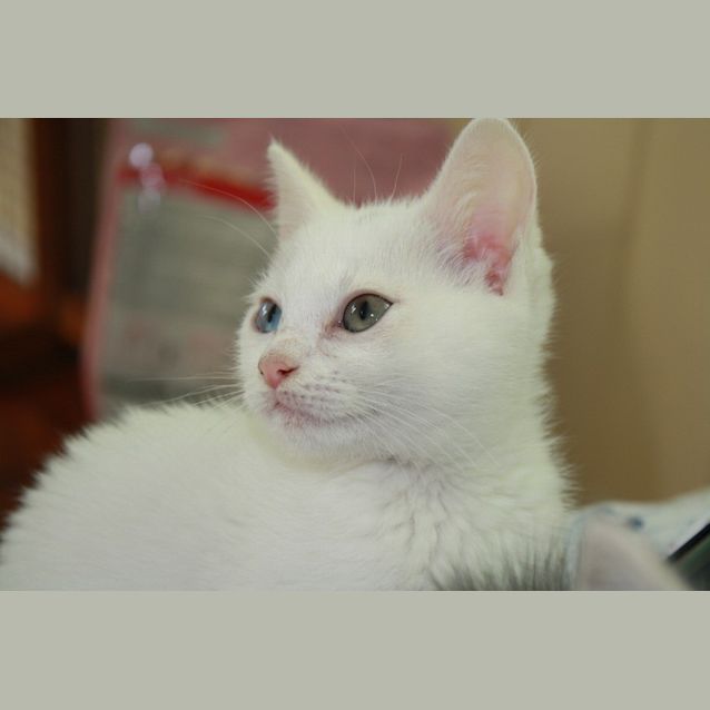 Photo of Polar & Winter *Dual Adoption