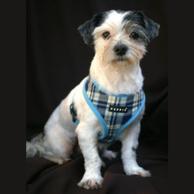 Photo of Riley