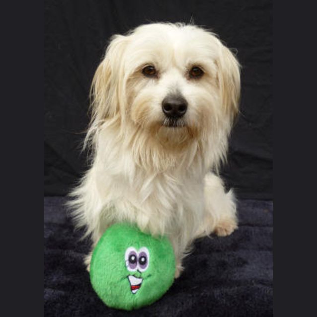 Photo of Ginger