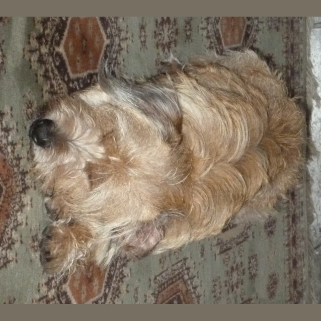 Photo of Scwuffy