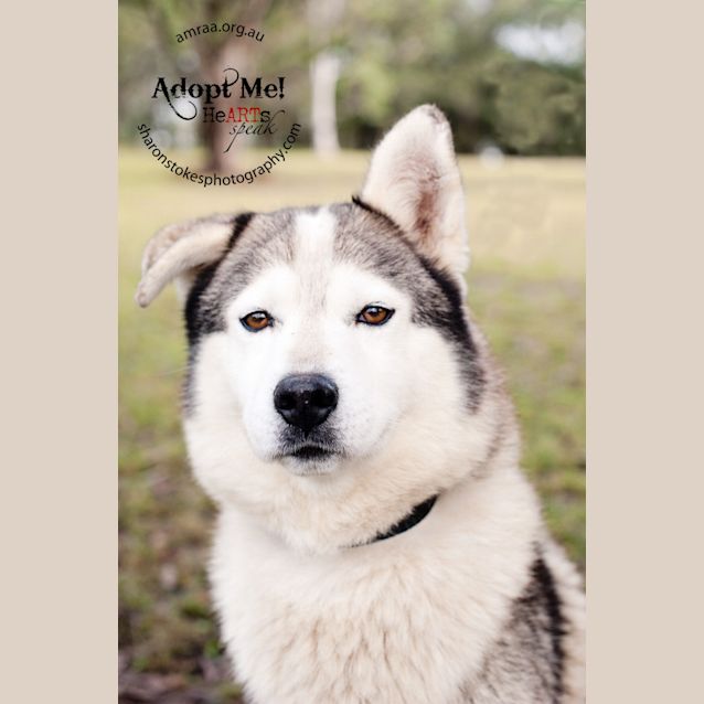 Photo of Sire (To Be Rehomed With Sheeba)