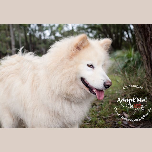 Photo of Sheeba (To Be Rehomed With Sire)
