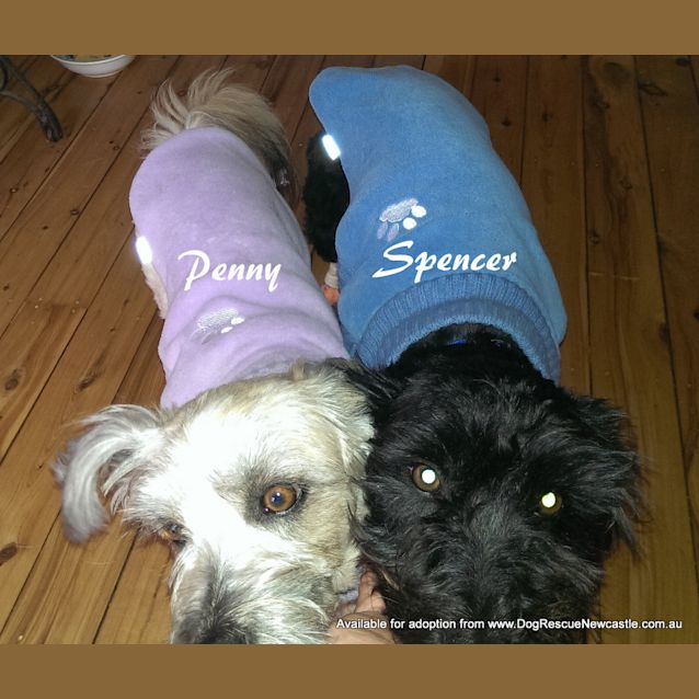 Photo of Penny And Spencer (On Trial 10/9/13)