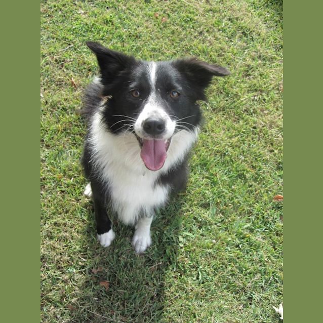 Photo of Willow