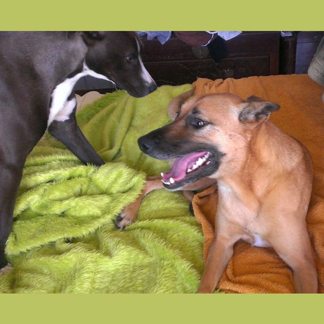 Photo of Molly Brown (At Rspca Big Adopt Day Sept 19 Bris)