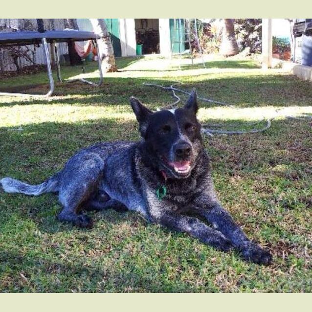 Photo of Bluey