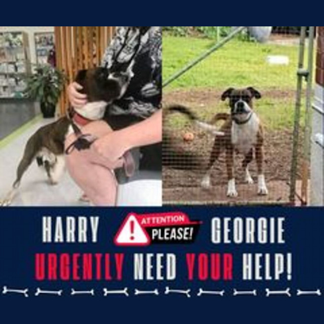 Photo of Harry And Georgie