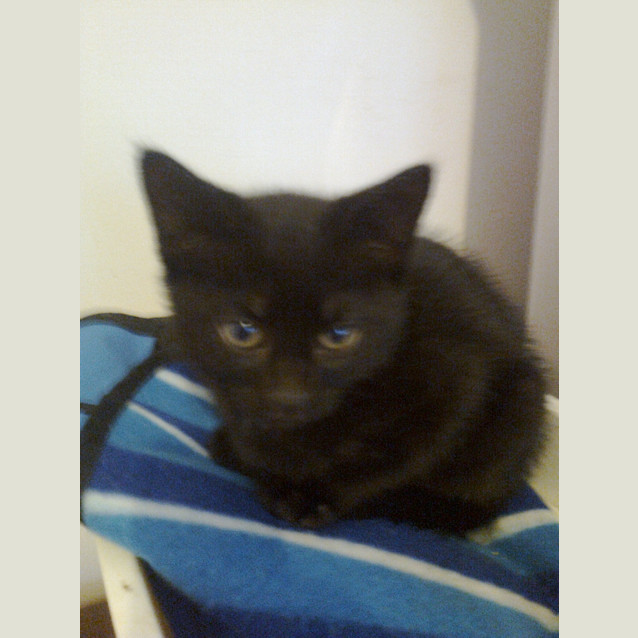 Photo of Blacki ,Cricket