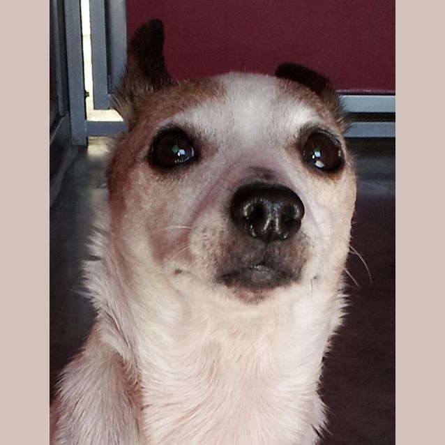 Photo of Bella