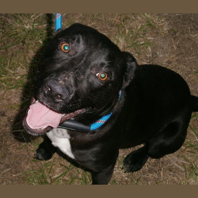 Photo of Buddy 