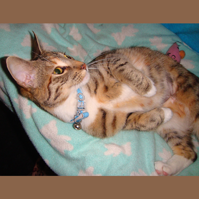Photo of Bella E1022