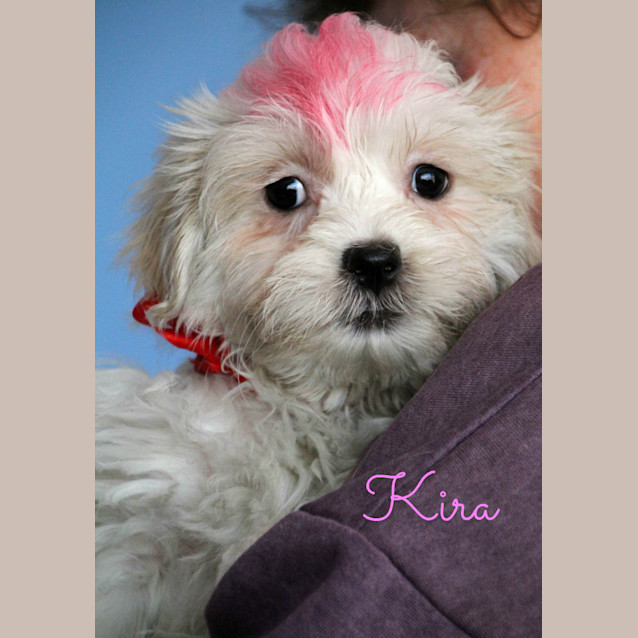 Photo of Kira  (On Trial 26/7/13)