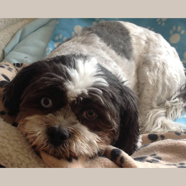 Photo of Daisy