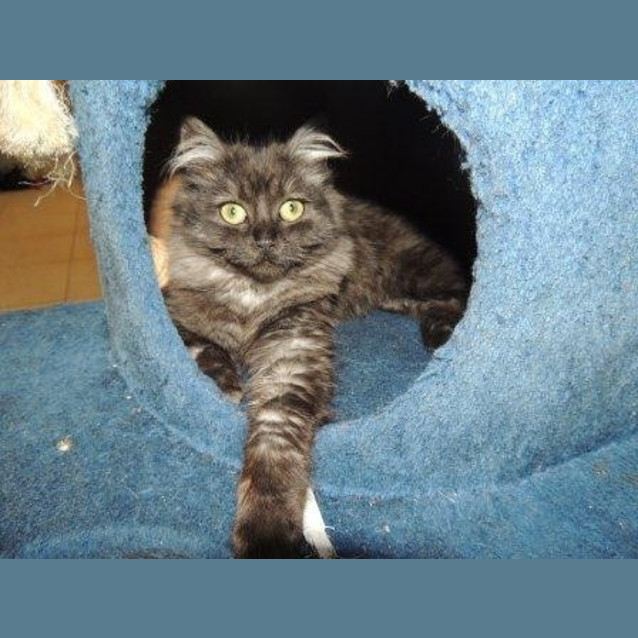 Photo of Butterscotch
